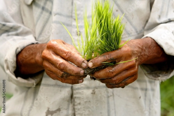 Fototapeta rice field