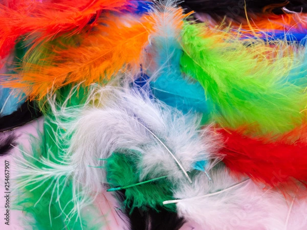 Fototapeta Many feathers dyed in various colors