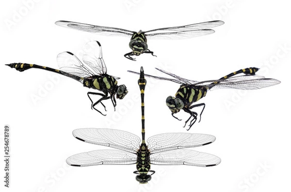 Fototapeta dragonfly isolate on white