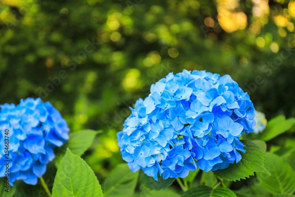 Fototapeta アジサイ