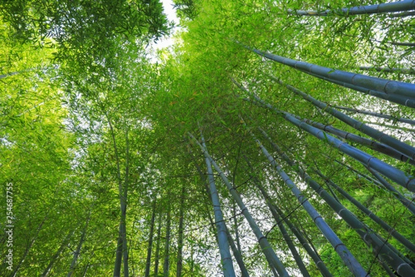Fototapeta 竹林