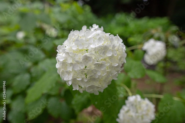 Obraz 梅雨の紫陽花