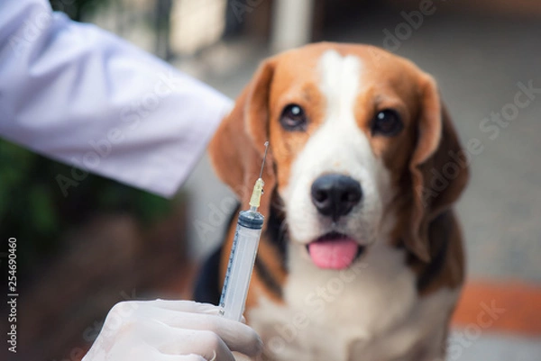 Fototapeta The beagle dog is standing beside the vet standing holding a syring