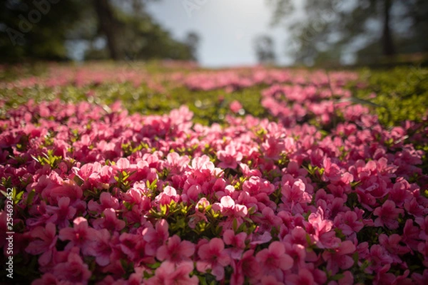 Obraz 晴天のサツキ満開