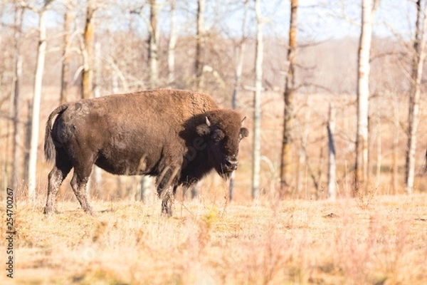 Obraz Bison