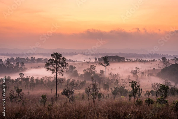 Fototapeta Thung Salaeng Luang National Park, Dramatic shine silhouette tree colorful warm above mountain at Phetchabun Province,Thailand