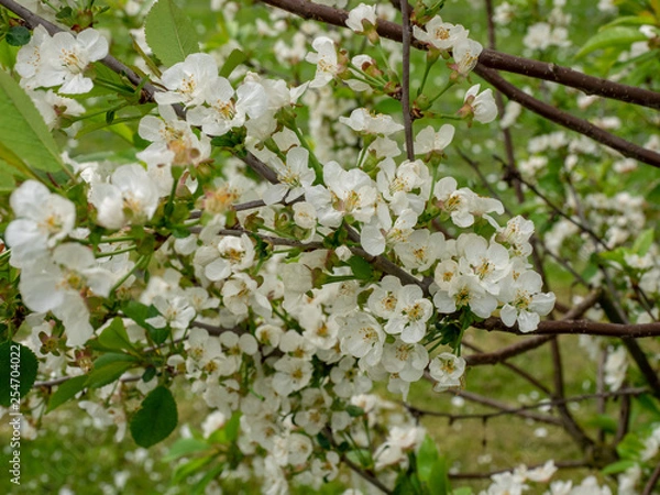 Obraz Sauerkirsche Saphir