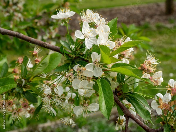 Obraz Sauerkirsche Morina