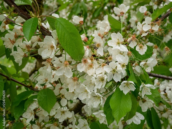 Obraz Süßkirsche Oktavia