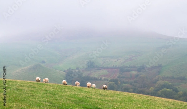 Fototapeta An idyllic scene of sheep grazing in a grassy field on a grey hazy day in rural Shropshire, England.