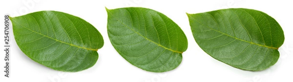 Fototapeta Nut leaves Clipping Path