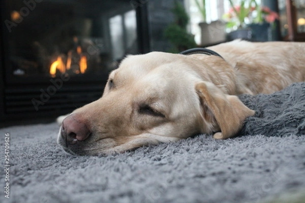 Fototapeta Yellow lab dog sitting in front of a fireplace to have a nap