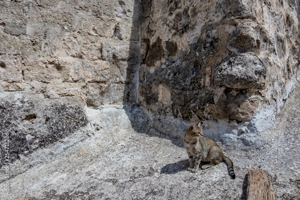 Fototapeta Single black and gray young tabby cat looking to the left side sitting on a stone from a rock wall in Matera, Basilicata region, Italy. Warm summer day