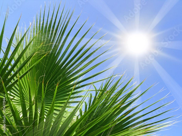 Fototapeta palmen,sonne