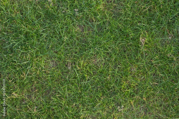 Obraz Green grass without too much.