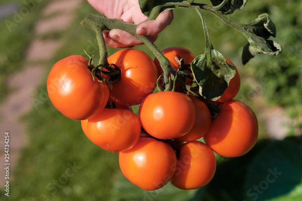 Fototapeta Large branch with medium-sized pink and red tomatoes. Summer harvest of vegetables. Illuminated by bright sunshine.