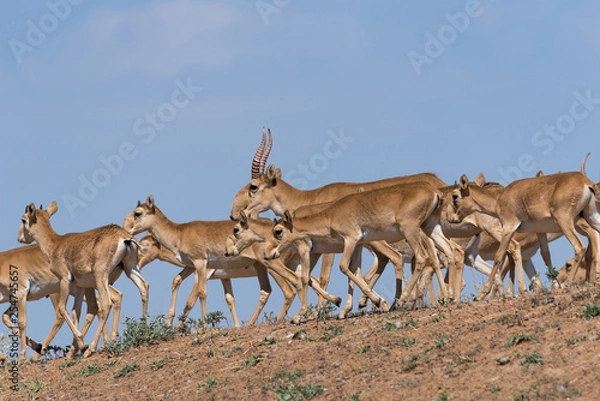 Obraz Saiga tatarica is listed in the Red Book, Chyornye Zemli (Black Lands) Nature Reserve, Kalmykia region, Russia