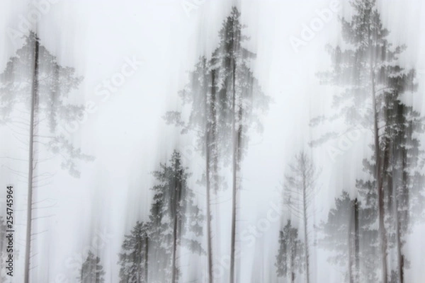 Fototapeta Abstract motion blurred forest background
