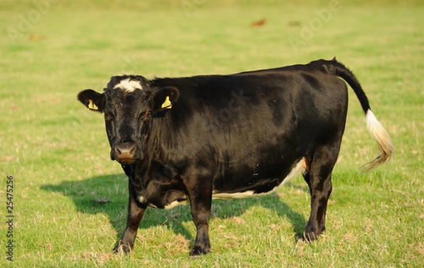 Obraz Dairy cow