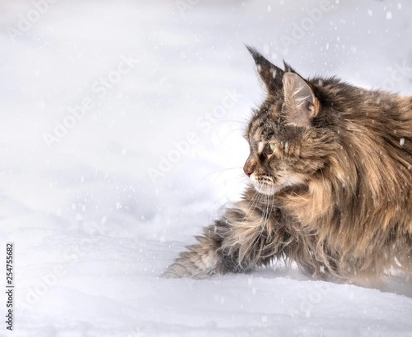 Obraz Maine Coon im Schnee 