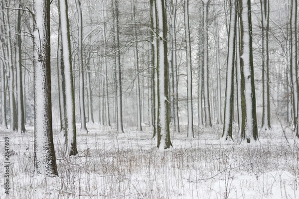 Fototapeta trees with snow