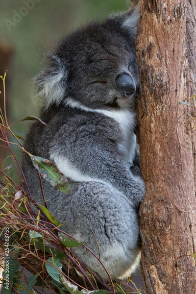Obraz sleaping koala