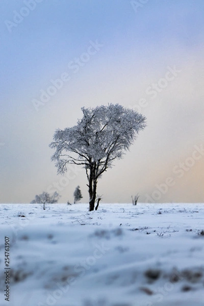 Obraz frozen tree
