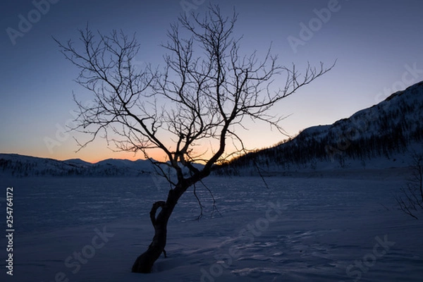 Obraz sunset behind the tree