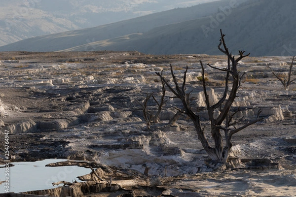 Obraz dead landscape