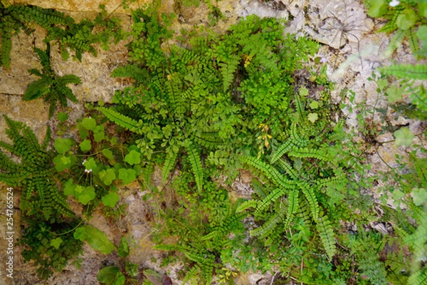 Obraz small fern and moss plants growing on wall