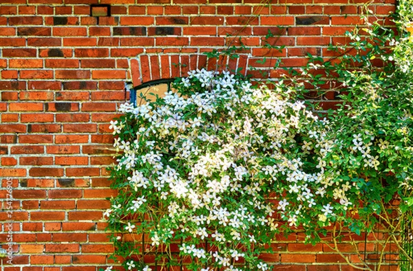 Fototapeta Clematis Montana Alba in front of a window in a brick house.