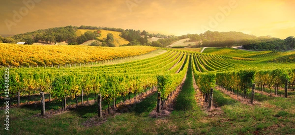 Obraz Vineyard Light