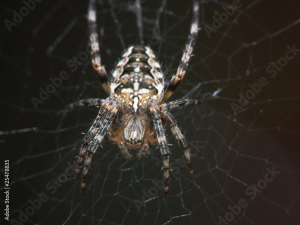 Obraz kreuzspinne