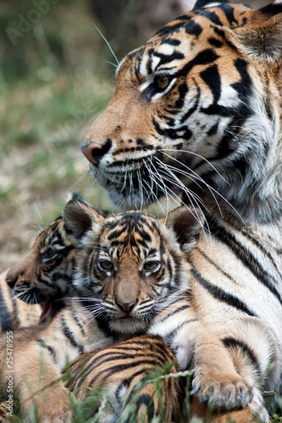 Obraz Tiger cubs with mum