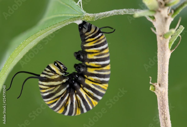 Fototapeta Monarch Caterpillar
