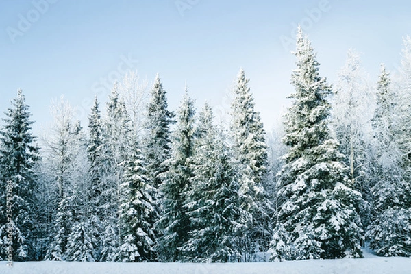Obraz Snowy countryside with forest at winter Rovaniemi
