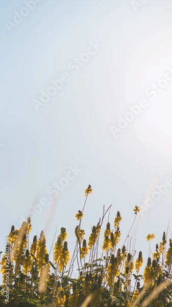 Obraz Warm Yellow Flower iPhone Background