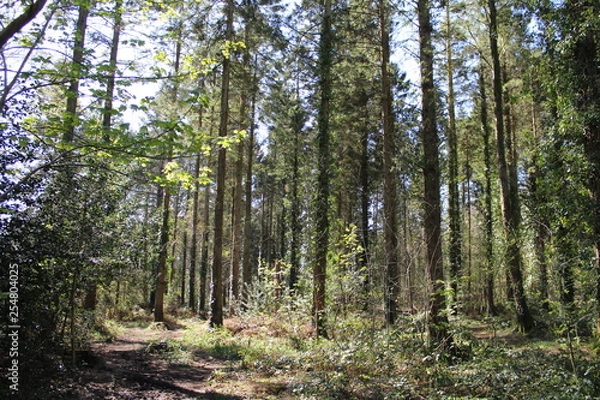 Fototapeta trees in the forest