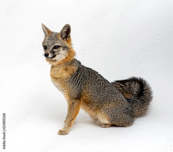Fototapeta Grey Fox Close Up Portrait Isolated on White Background