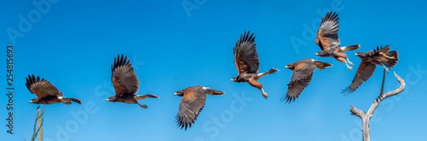 Obraz Harris Hawk flying. Isolated hawk against blue sky