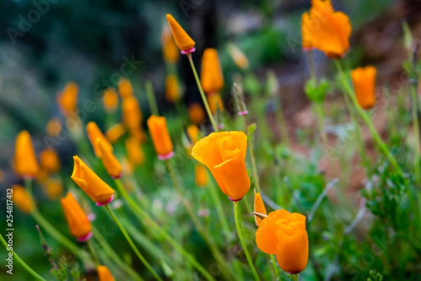 Obraz flower in field