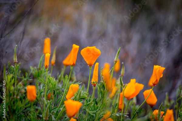 Obraz yellow crocus in the grass