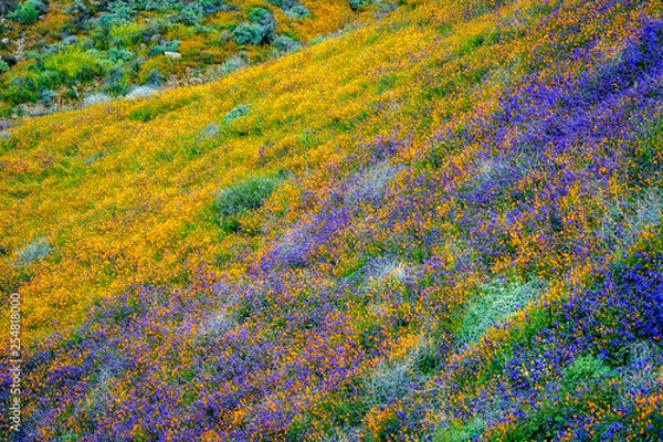 Obraz Flower covered hillside