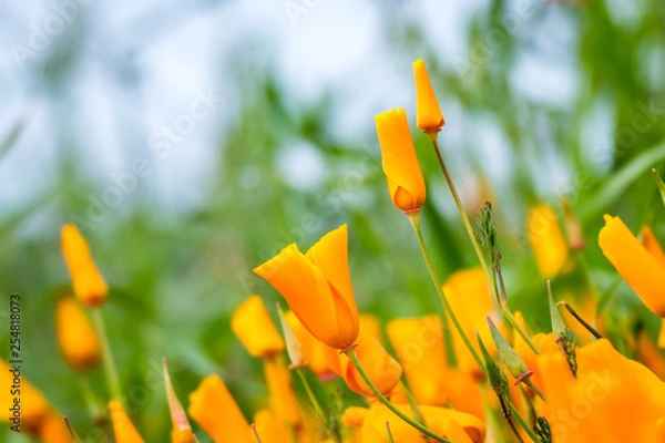 Fototapeta yellow flower