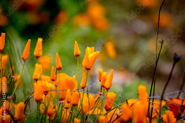 Obraz flowers on a green background