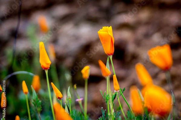 Fototapeta yellow crocus in spring