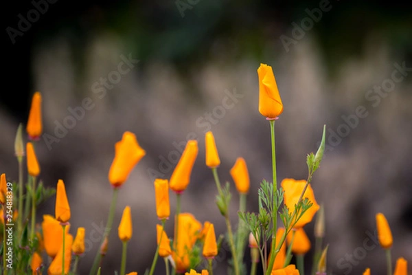 Obraz yellow flower in the grass