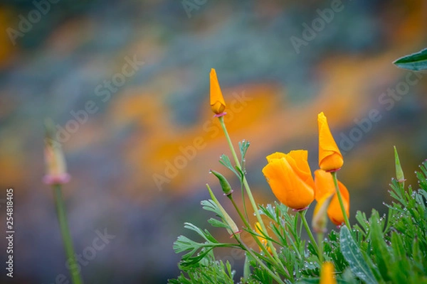 Obraz yellow flowers