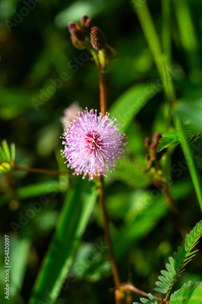 Fototapeta Sensitive plant, Sleepy plant, The touch-me-not, Mimosa pudica plants and  purple flower, Close up & Macro shot, Selective focus, Abstract background