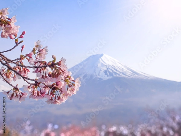 Fototapeta Japońska Sakura Cherry Blossoms kwitnie w zakwicie z jeziorem Fuji i jeziorem Kawaguchi w tle.